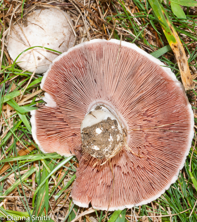 Agaricus campestris03545