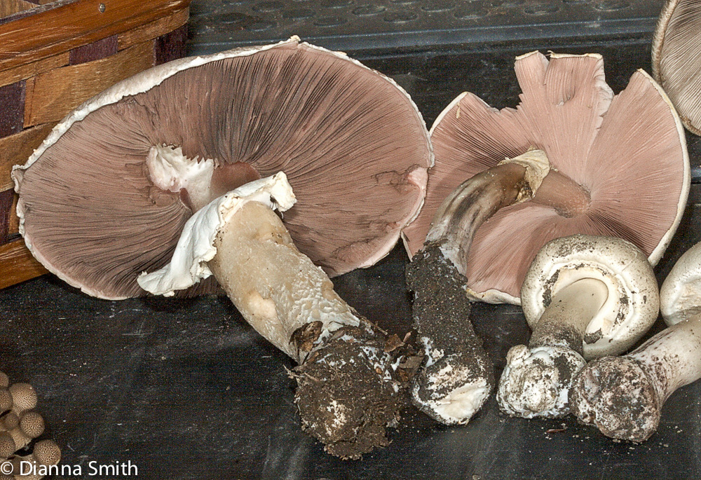 Agaricus campestris6682