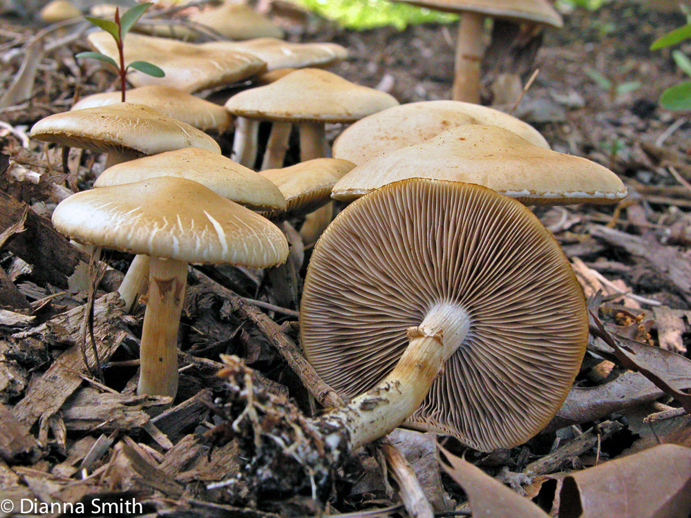 Agrocybe dura9724