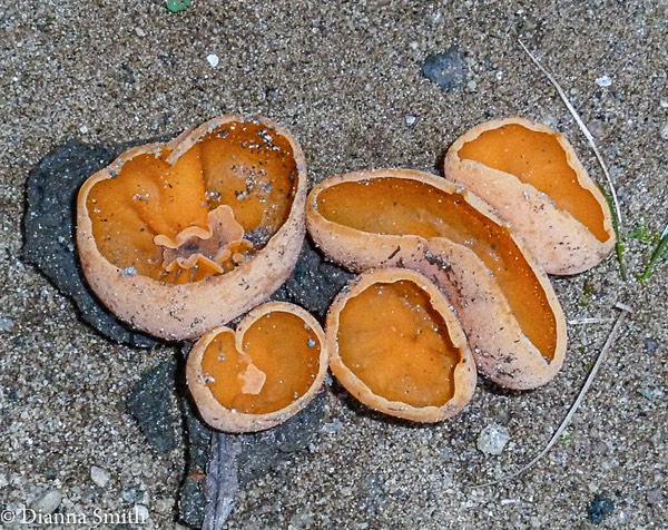 Aleuria aurantia1030009