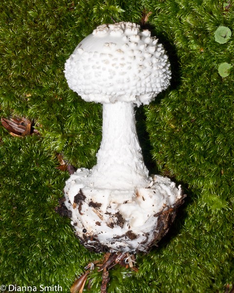 Amanita abrupta02581