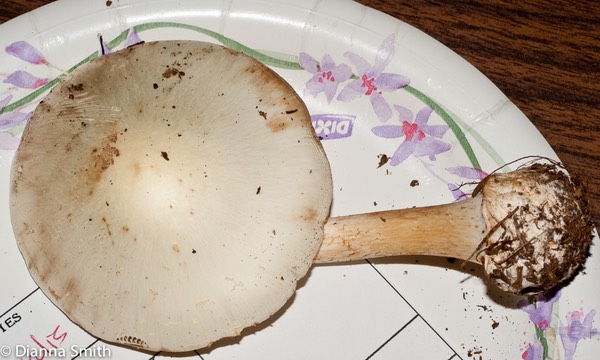 Amanita aestivalis03092