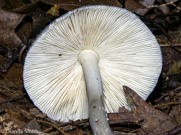 Amanita albocreata2990
