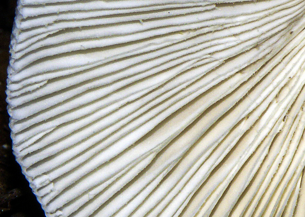 Amanita albocreata2990