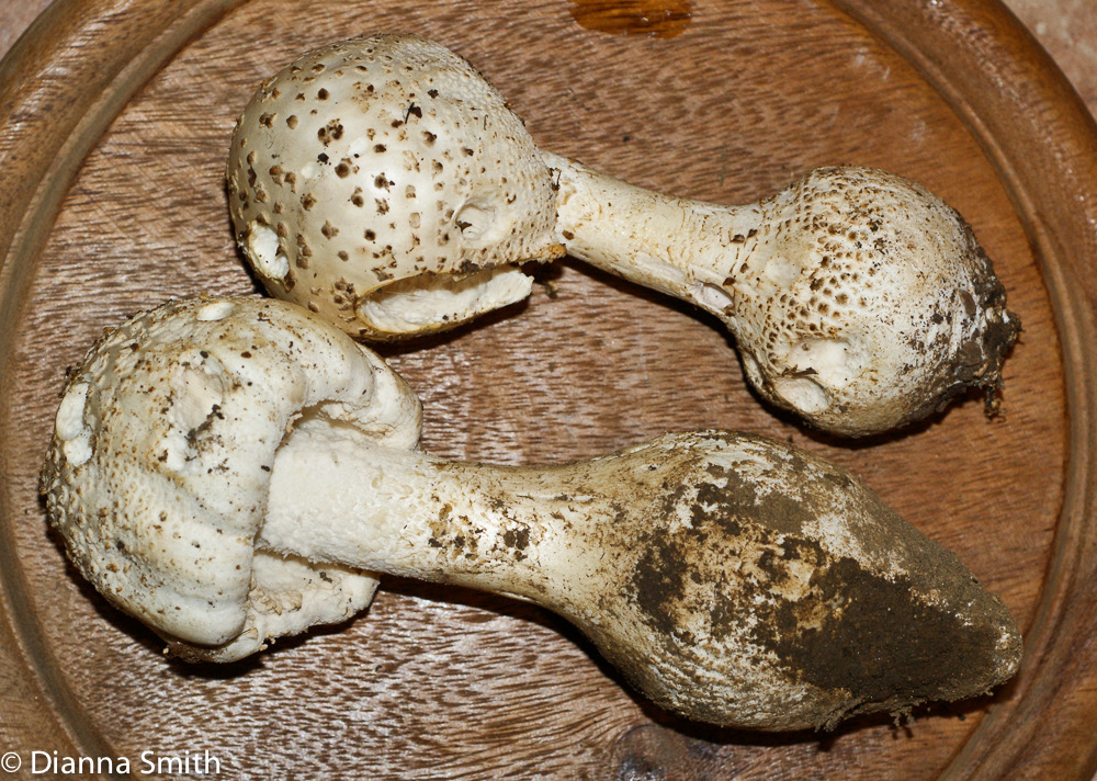 Amanita atkinsoniana00949