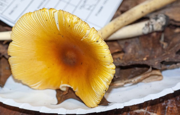 Amanita banningiana01245-2