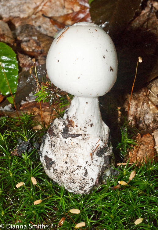 Amanita bisporigera (Amanita virosa)02020