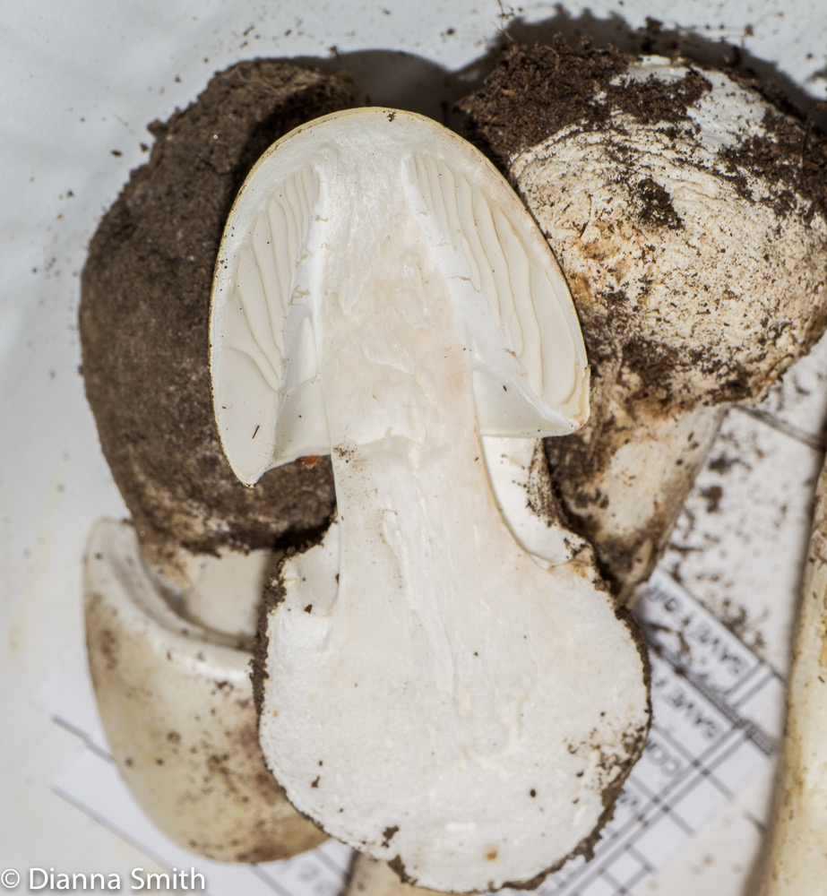 Amanita bisporigera button1020146