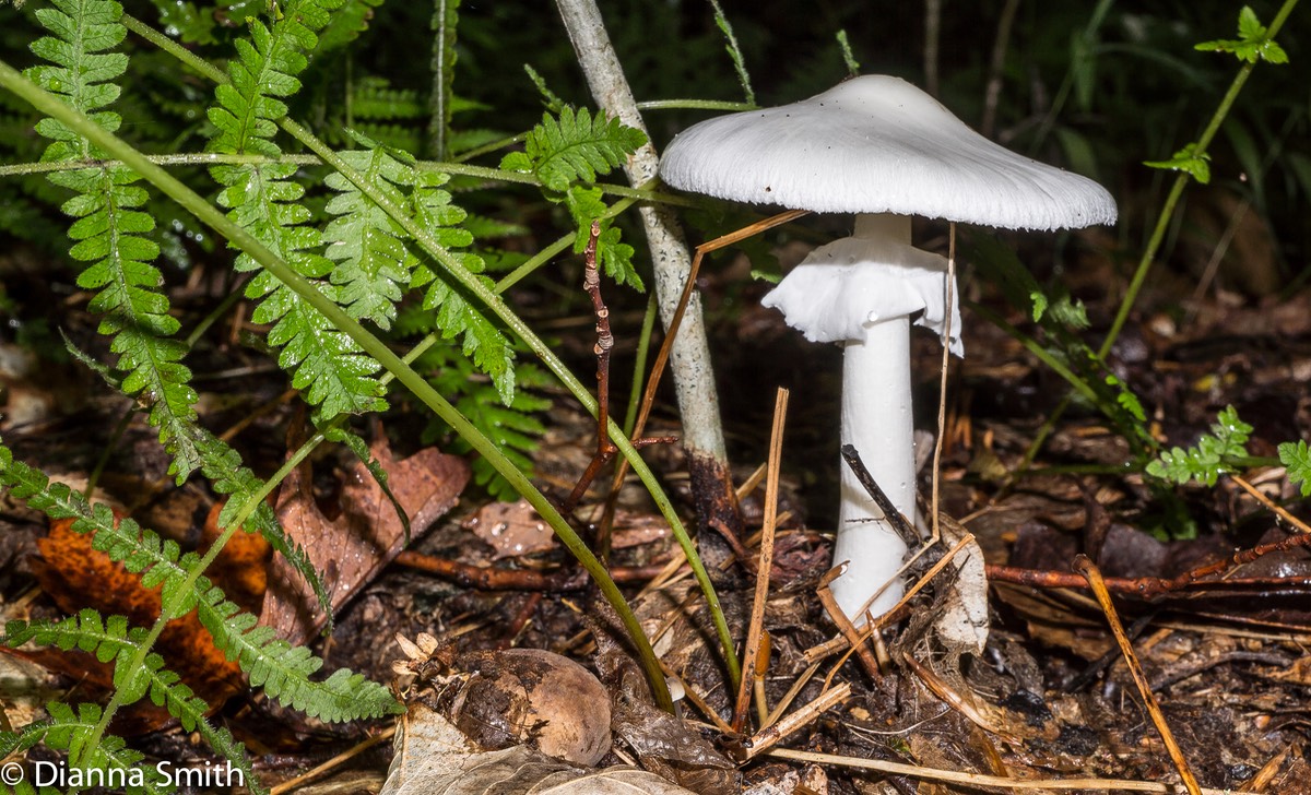 Amanita bisporigera02429