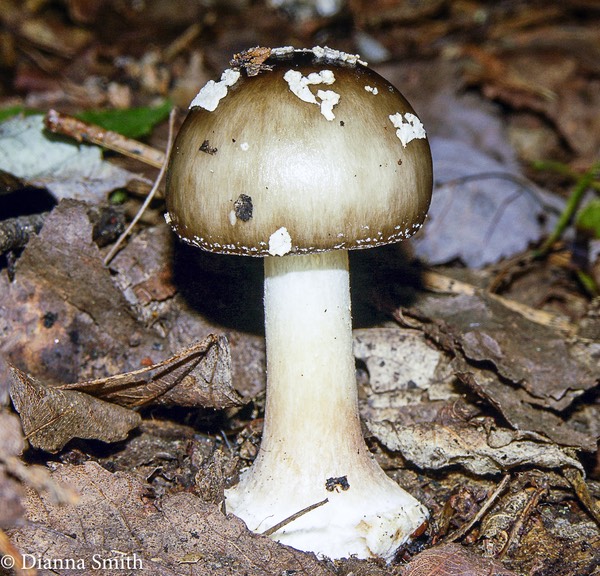 Amanita brunnescens var. brunnescens 0500