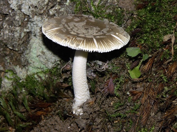Amanita ceciliae (inaurata)3082