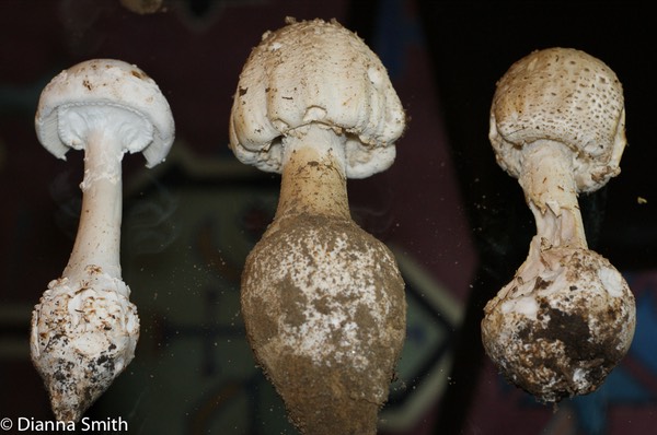Amanita cokerii & Amanita atkinsoniana00930