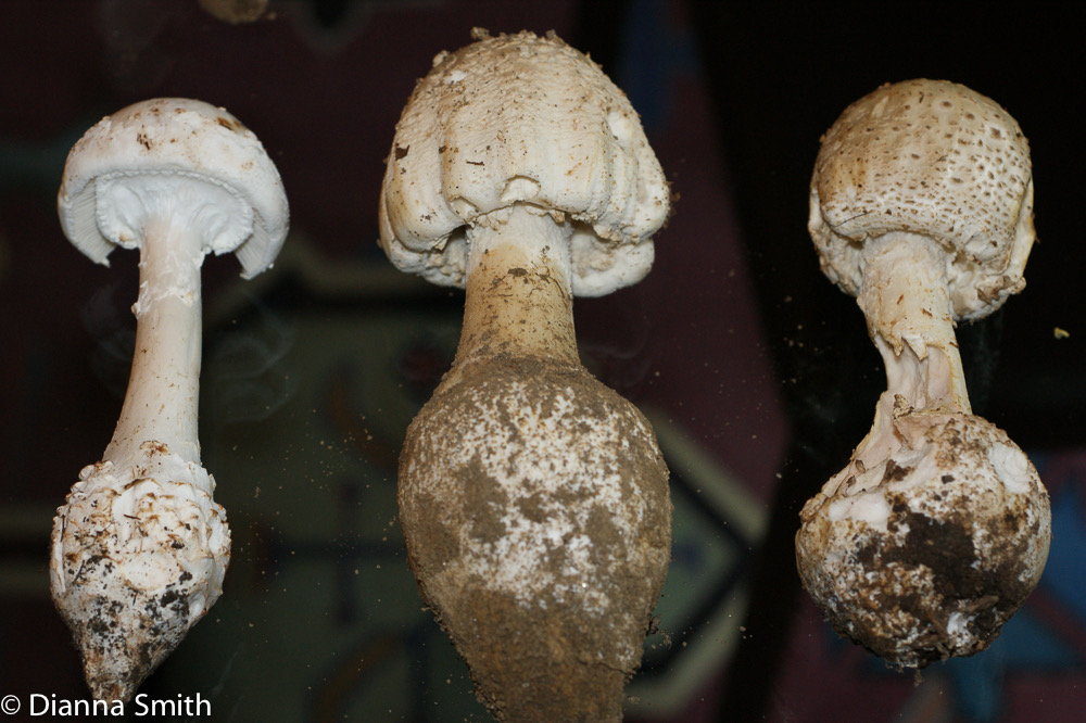 Amanita cokerii & Amanita atkinsoniana00930