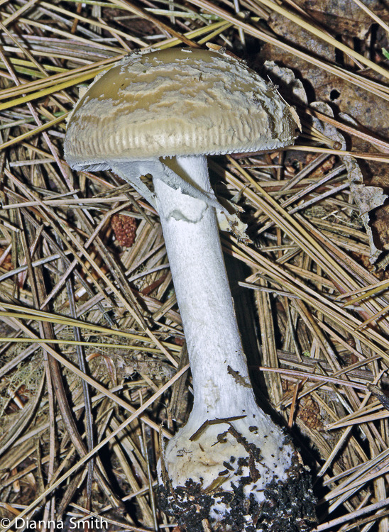 Amanita crenulata3882