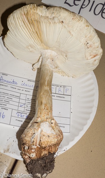 Amanita daucipes01544