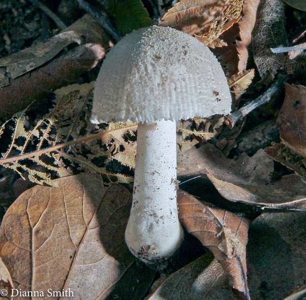 Amanita farinosa0287