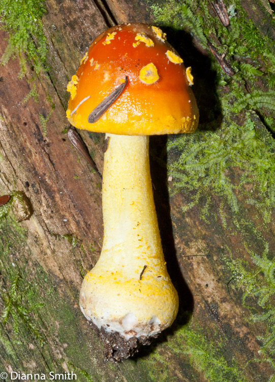 Amanita flavoconia02940