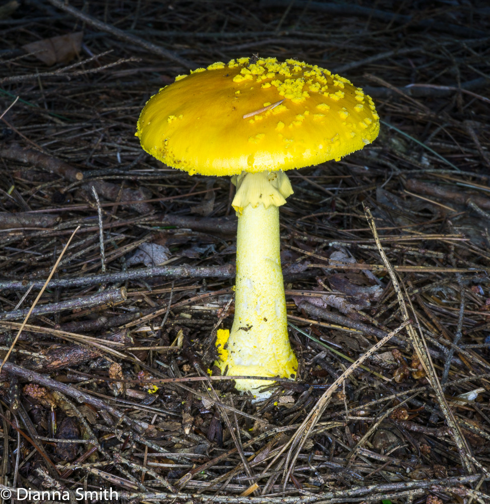 Amanita flavoconia03456