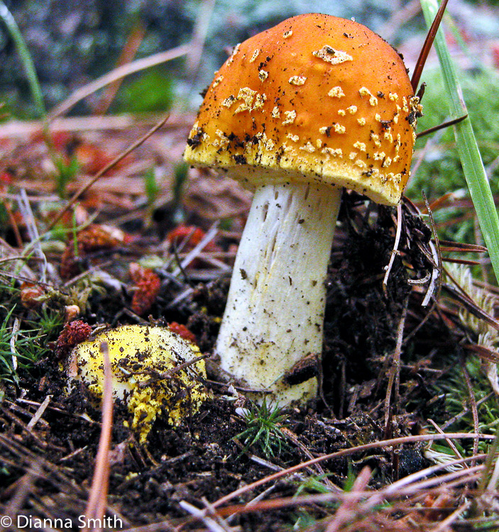 Amanita flavoconia5020