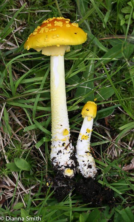 Amanita flavoconia_1048