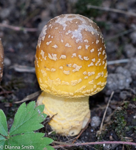 Amanita flavorubens01584