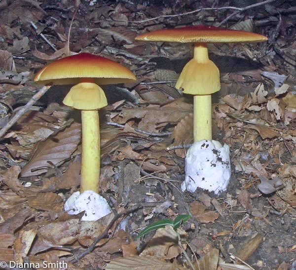 Amanita jacksonii 2654