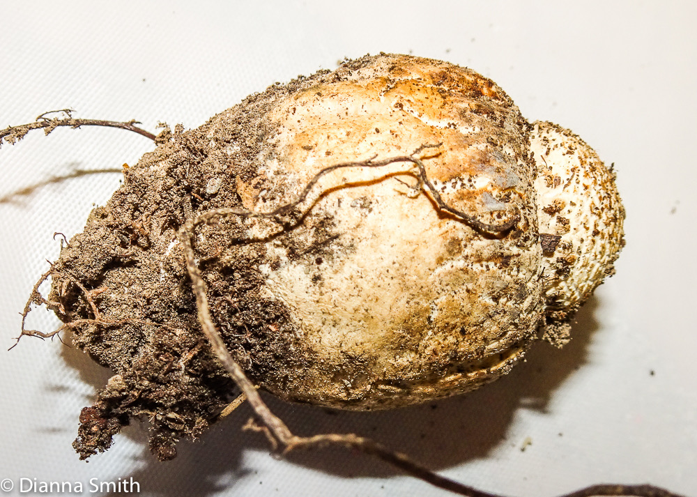 Amanita onusta 03035