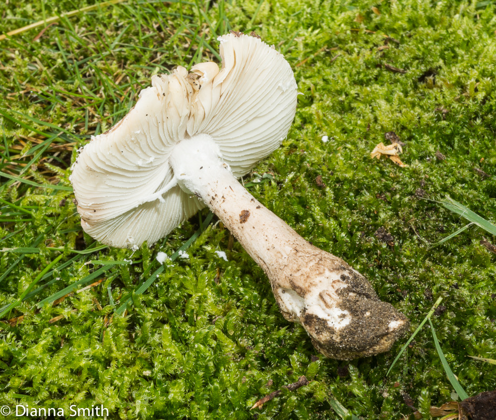 Amanita onusta 05570