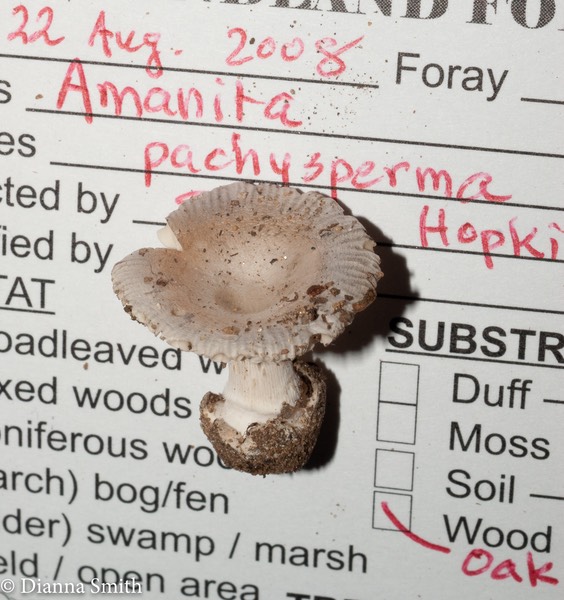 Amanita pachysperma 03036