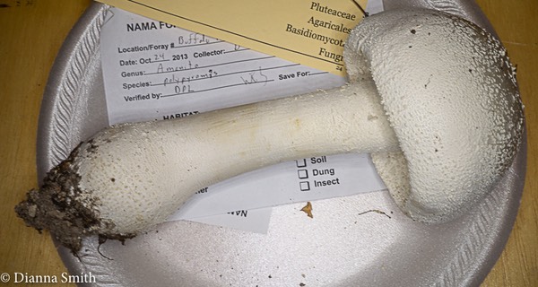 Amanita polypyramis04020