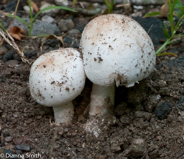 Amanita pseudovolvata1030151