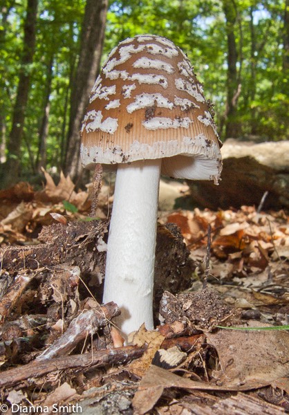 Amanita rhacopus, (borealisorora, ceciliae)2936