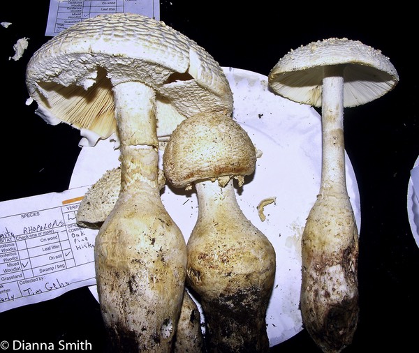 Amanita rhopalopus0613
