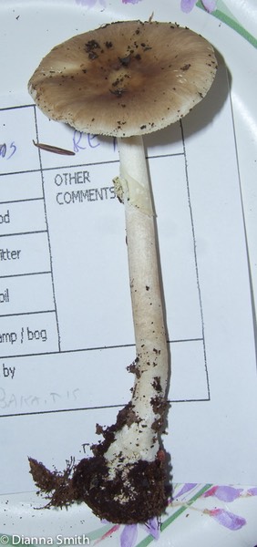 Amanita solaniolens0079