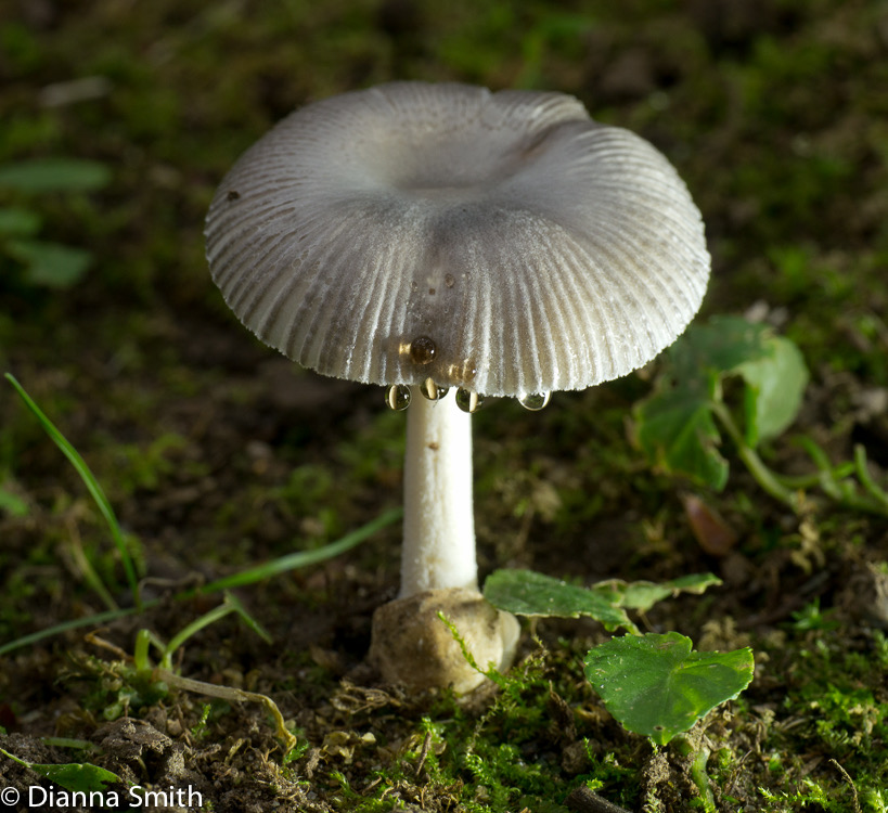 Amanita virginiana1020232