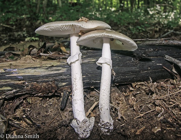 Amanita spreta2841