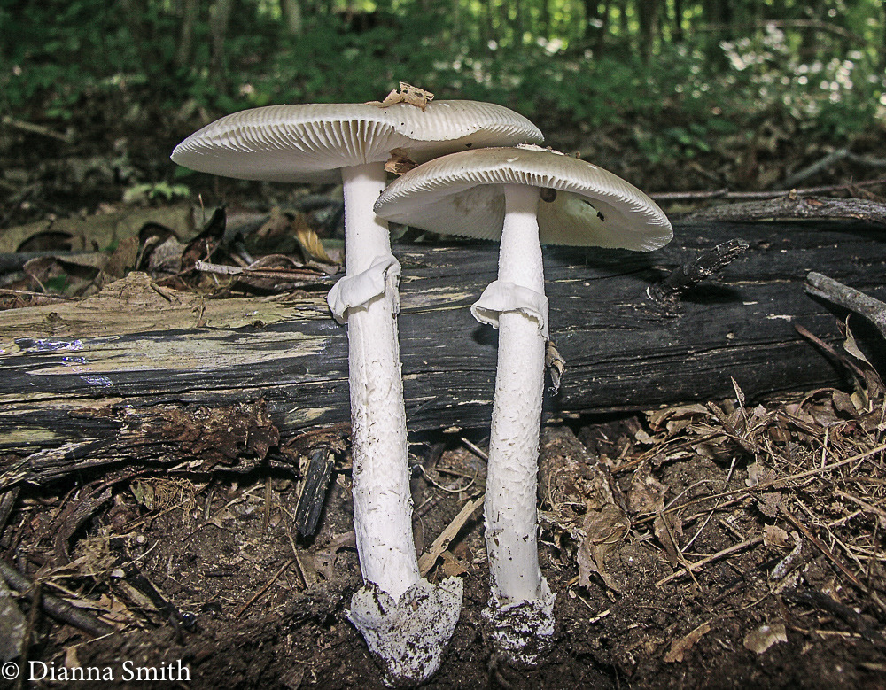 Amanita spreta2841