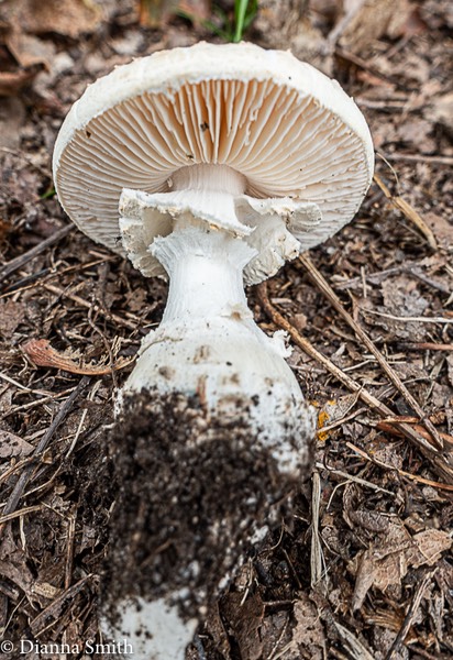Amanita subcokeri 00353