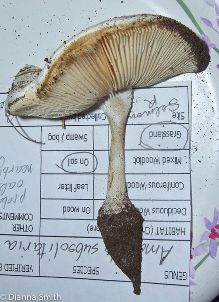 Amanita subsolitaria0069