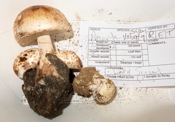 Amanita subvolvata (RT subvolvata) 3298