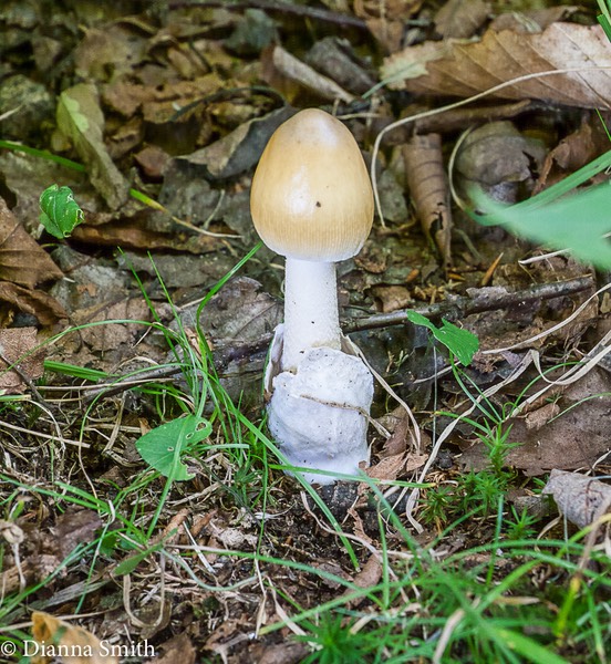 Amantia sinicoflava 1010005