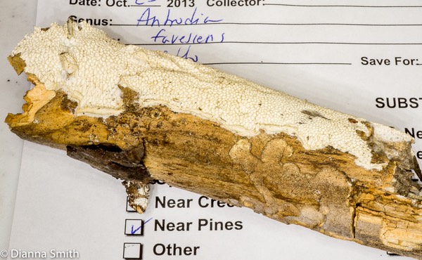 Antrodia favescens03985