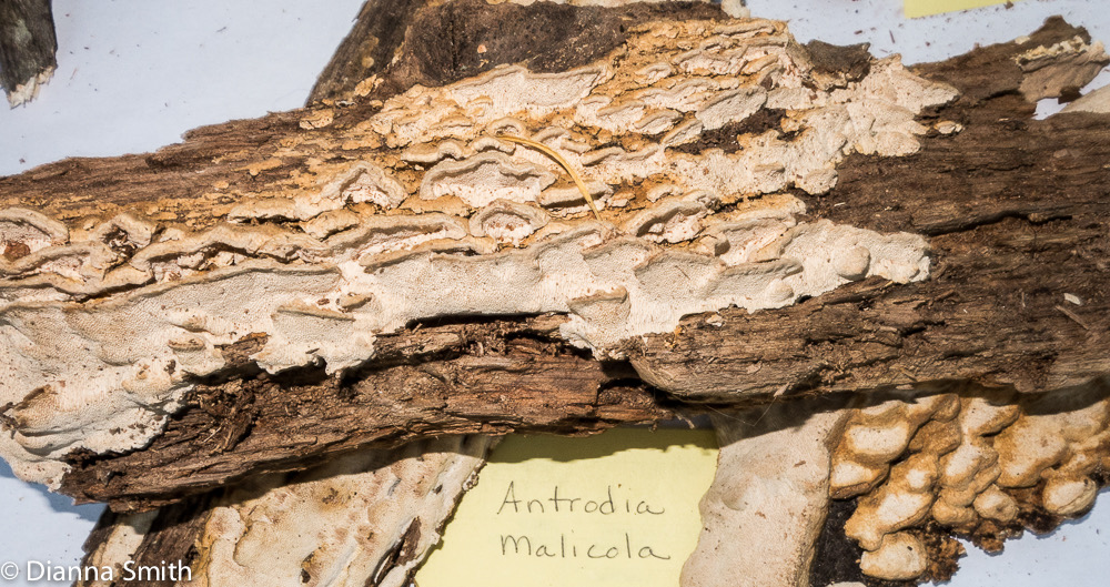 Antrodia malicola 3011