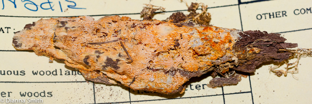 Antrodia radiculosa01390