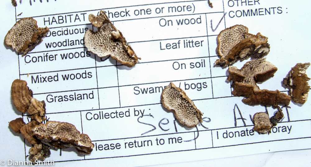 Antrodia variiformis 9488-1