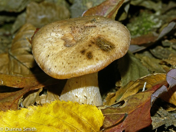 Armillaria gallica 4311