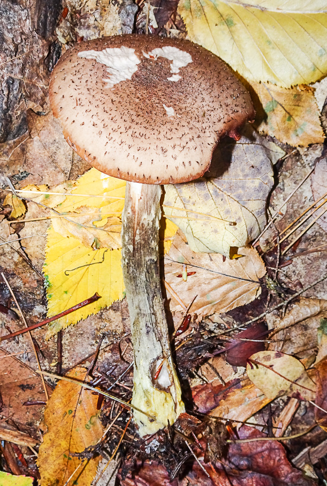 Armillaria gllica 04747