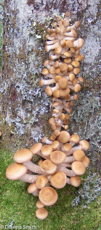 Armillaria solidipes (ostoyae)090306067