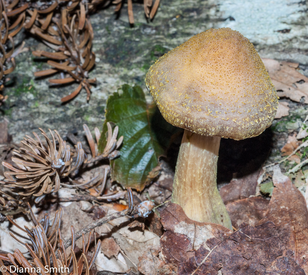 Armillaria solidipes (ostoyae)C03501