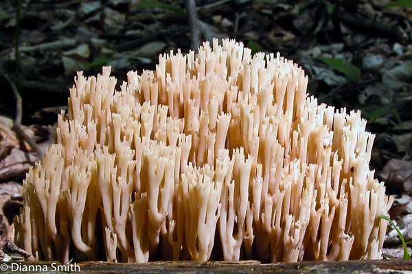 Artomyces (Clavicorona) pyxidata9793
